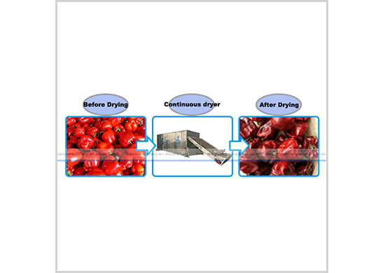 chilli dryer/drying machine